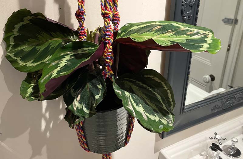 Multi Stripe Macrame Plant Pot Hangers